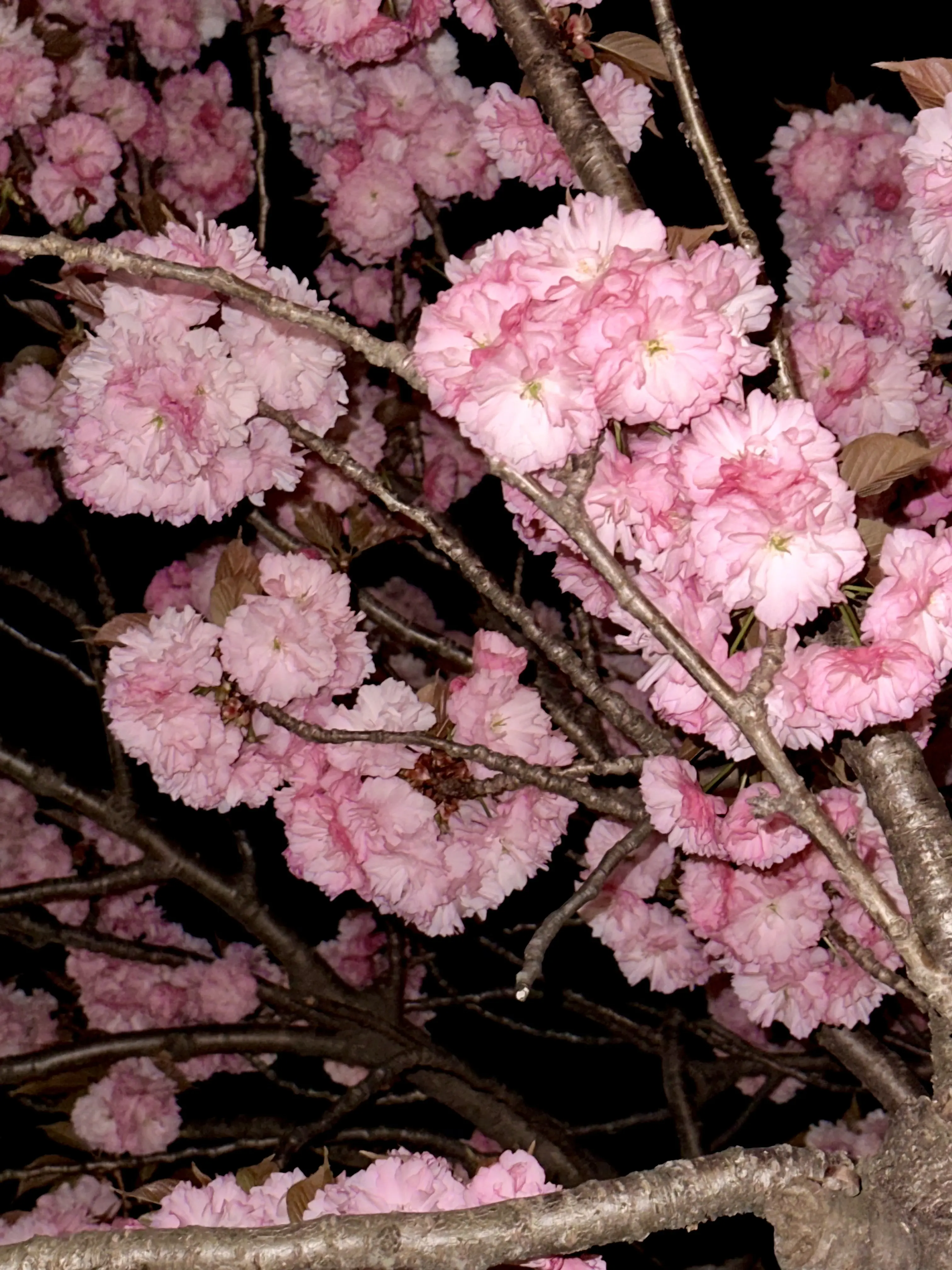 2023. 04. 13., 서울 관악구 신림동 산 169-48.