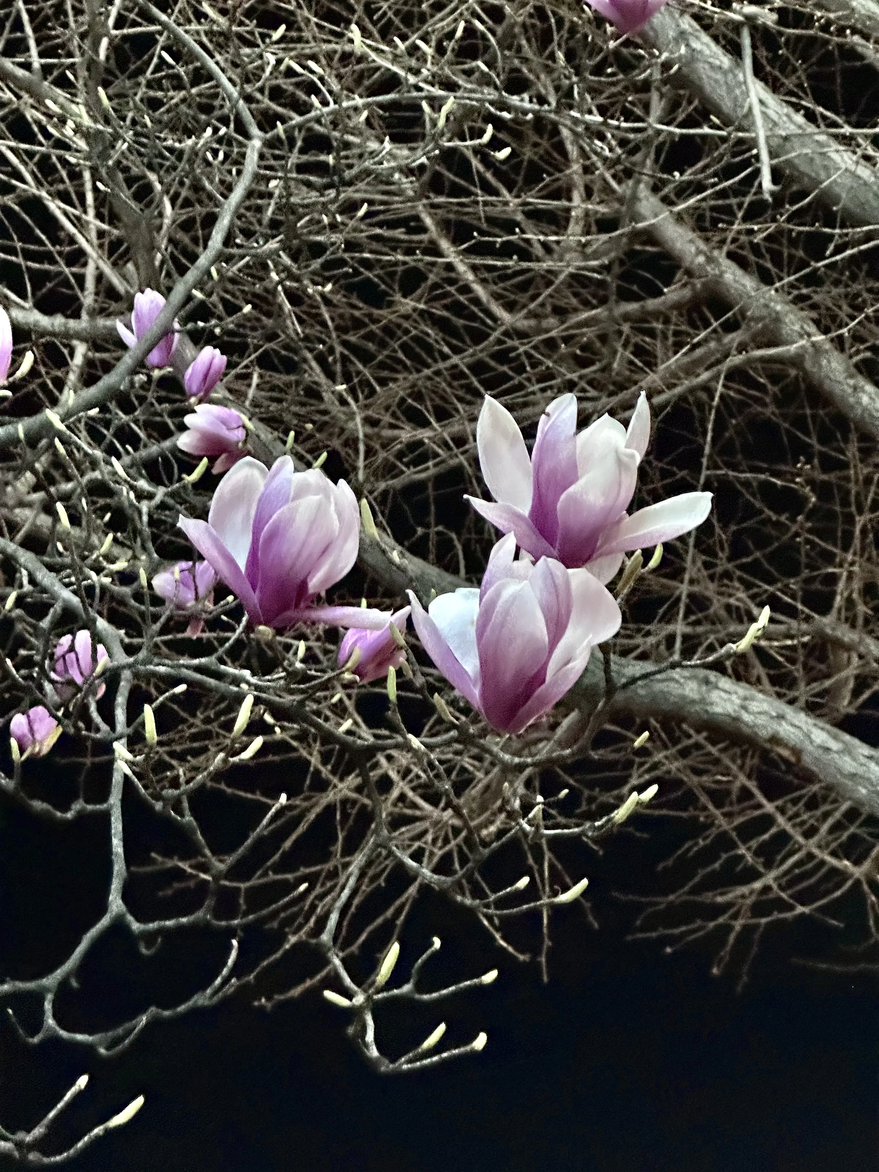 2024. 03. 29., 대전 유성구 대학로.