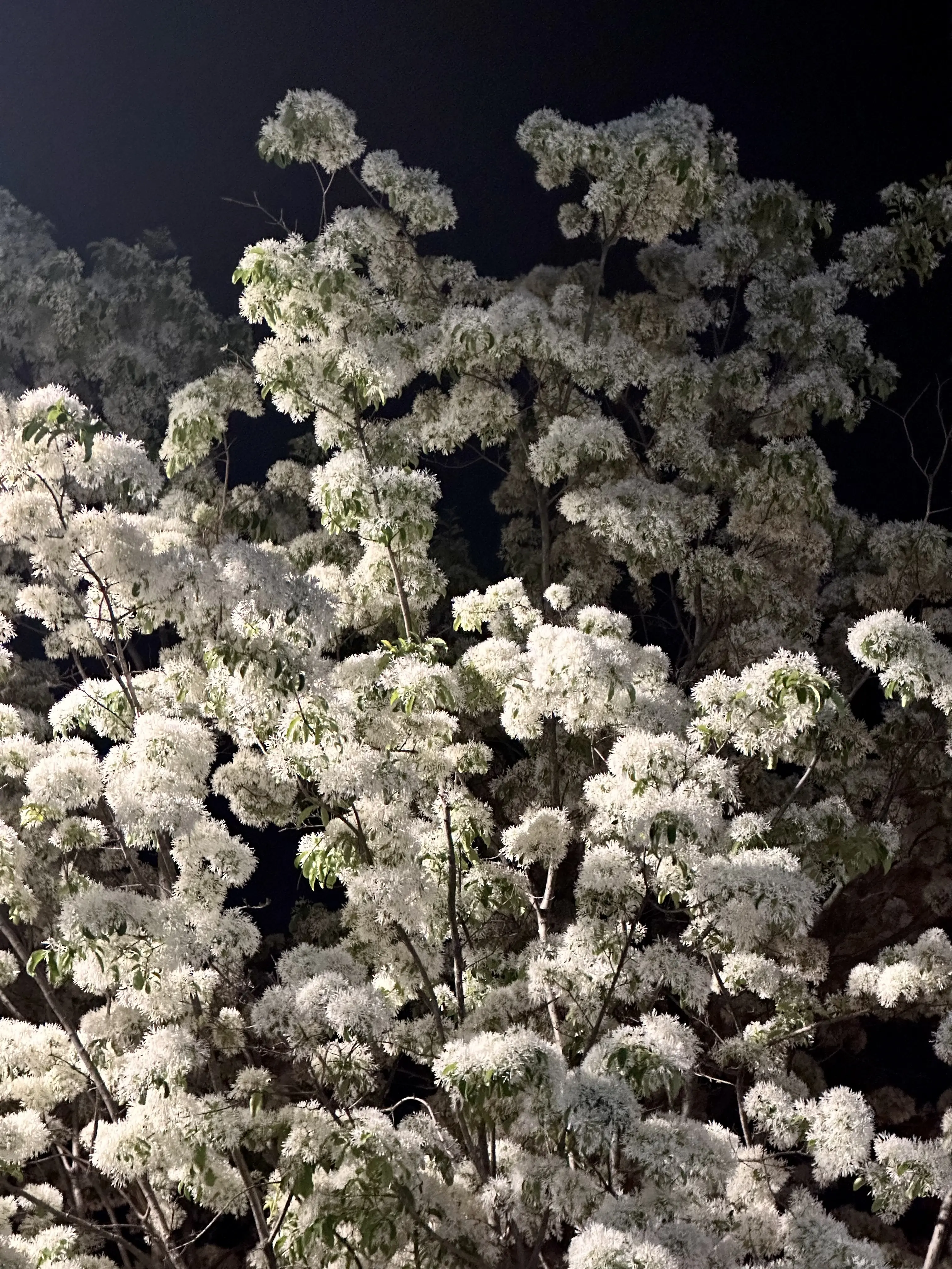 2024. 05. 03., 서울 용산구 청파로45길.
